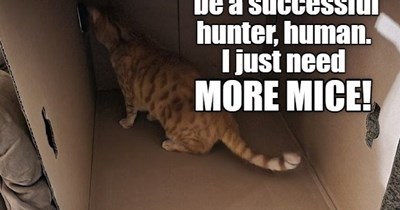 No need for a hunting blind