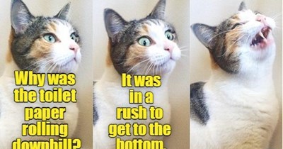 Joke Cat shouldn't quit his day job.