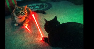 Cat wars