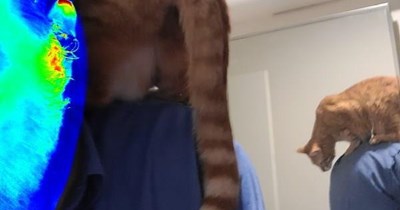 "State Of Confusion" by The Kinks