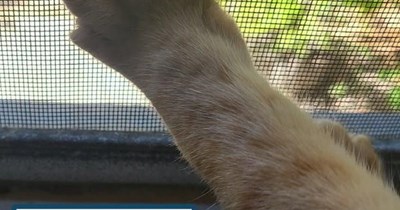 A universal celebration