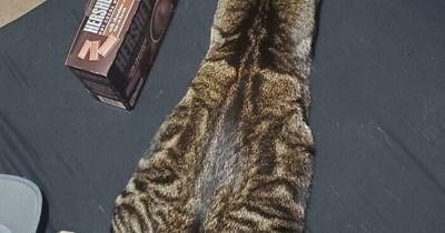 Spare tail in storage