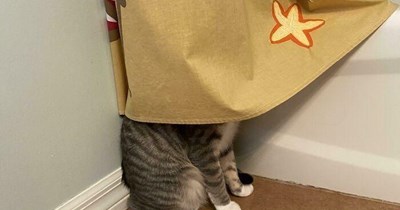 I'm not coming out until the human gives up on my bath!