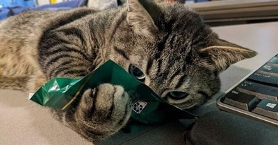 "Makes twelve cups."