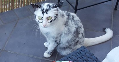 Hoo toed yu I spilt da bleech?!