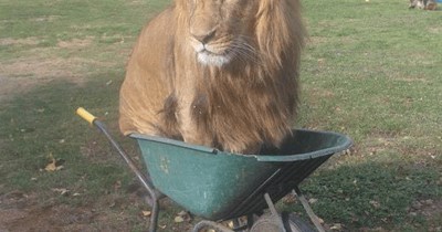 Apparently, a cat is a cat, is a cat...