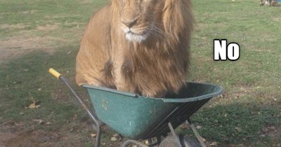 A cat is a cat is a cat