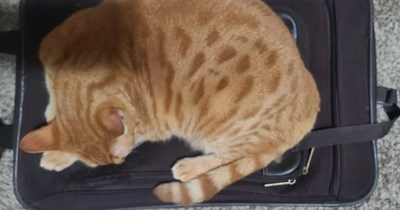 "Leaving On A Jet Plane" by John Denver/Peter, Paul and Mary