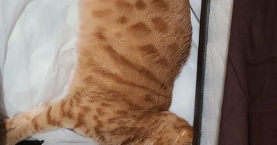 Feline Furniture Forwarders, Inc.