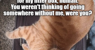 This suitcase isn't big enough for my litter box, human