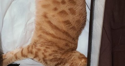 The Liquidity Of Her Anatomy Is Her Strength