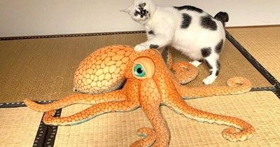 This sushi seems a bit dry.