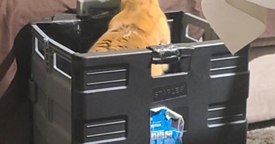 "Life's Been Good" by Joe Walsh