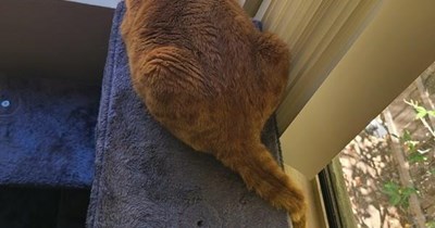 TTO "Gimme! Gimme! Gimme!" by ABBA