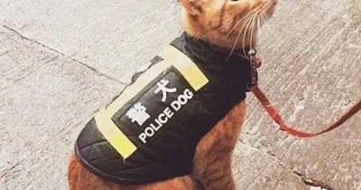 Not the right pawsition