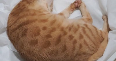 TTO "More, More, More" by Andrea True Connection