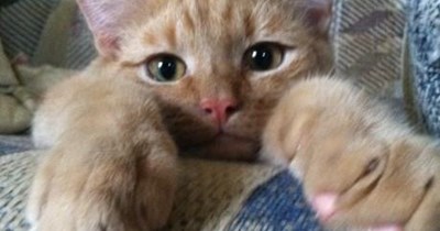 Swallowed by the couch