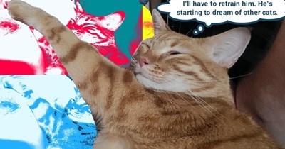 Need more CATstruction