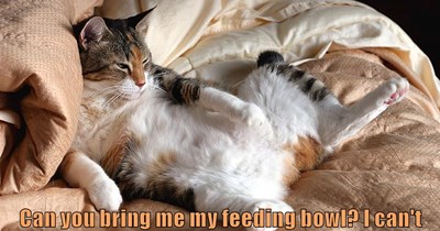 Can you bring me my feeding bowl?