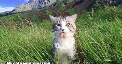 International Cat of Mystery & Shenanigans