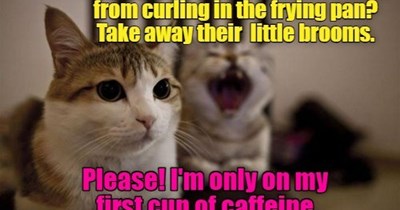 Life in my household.