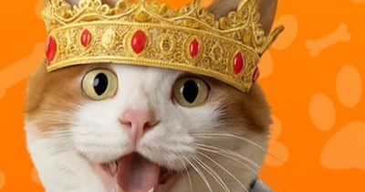 Thanks To Catsuberalles Fur Inspirashun