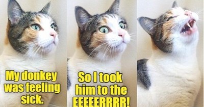 Joke Cat shouldn't quit his day job.