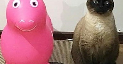 I do believe I've been insulted.