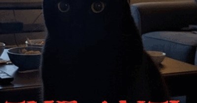 The Day After: The Anti-Bunny