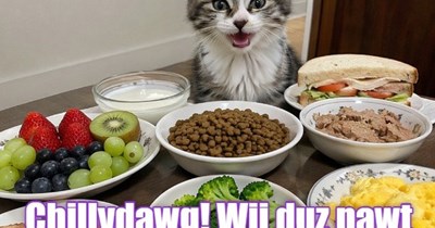 Pawt Lukk Hidey Plaice