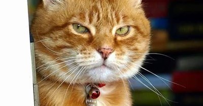 A particular set of skills.