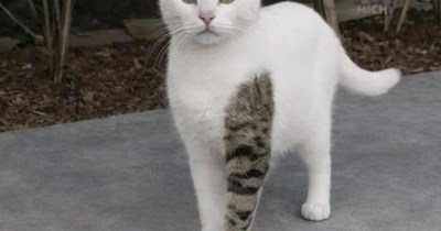 If Bucky Barnes was a cat...