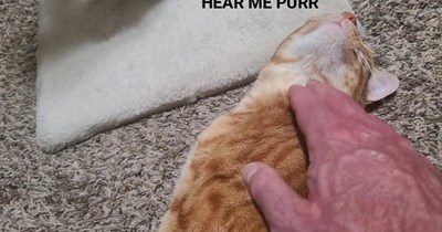 If Helen Reddy was a cat