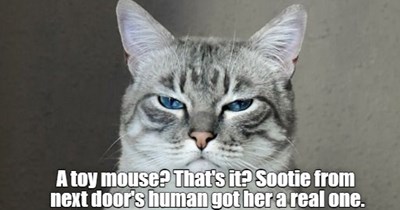 Is that the best you can do?