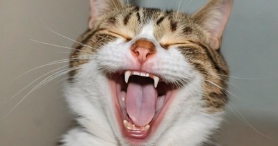 It was the budgie, for sure