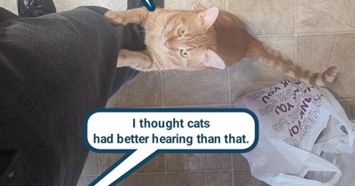 Thanks but no thanks, kitteh