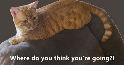 Where do you think you're going?!