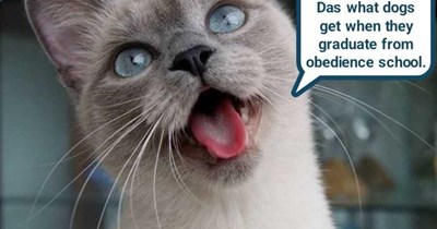 'Pedigree,' daffynishun