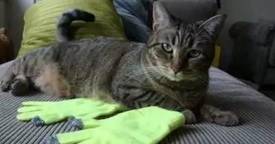 TTO "Don't Fear The Reaper" by Blue Öyster Cult