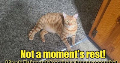 Hard work for a simple house cat