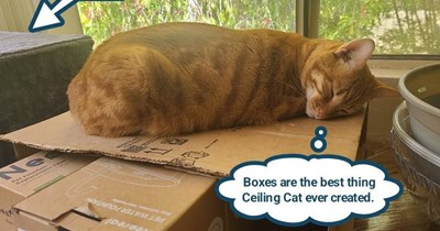Boxes are best