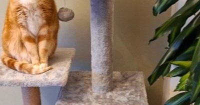 Who needs a dog anyway?