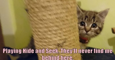 Hide and Seek