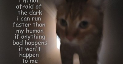 Not afraid of the dark