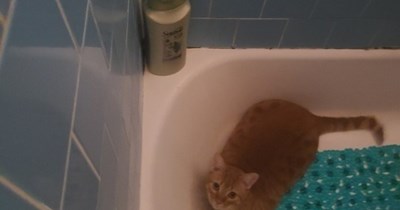 Follow your cat's advice