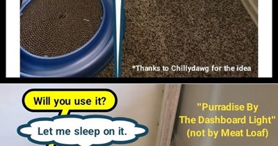 "Purradise By The Dashboard Light" (not by Meat Loaf)