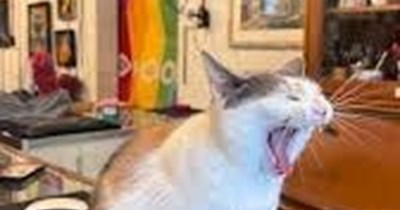 Caturday is open fur bidness!