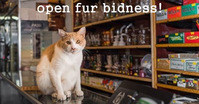 Caturday is offishally open fur bidness!
