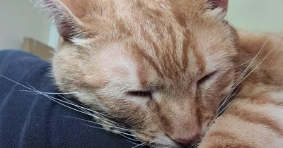 Kitty 'celebrates' hump day