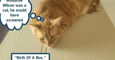 If President Wilson was a cat